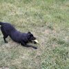 Images de profil de Barbara - Blooming Pets - Petsitting et garde d'animaux à domicile