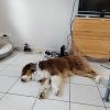 Images de profil de Barbara - Blooming Pets - Petsitting et garde d'animaux à domicile