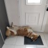 Images de profil de Barbara - Blooming Pets - Petsitting et garde d'animaux à domicile