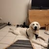 Images de profil de Barbara - Blooming Pets - Petsitting et garde d'animaux à domicile