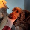 Images de profil de Leïla - Blooming Pets - Petsitting et garde d'animaux à domicile