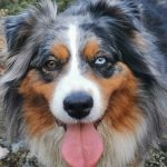 Pandora   Berger Australien Femelle - Garde d'animaux à domicile