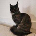 Althea   Maine Coon Femelle - Garde d'animaux à domicile