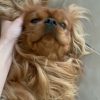 Images de profil de Julia - Blooming Pets - Petsitting et garde d'animaux à domicile
