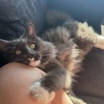 Alpha   Maine Coon Mâle - Garde d'animaux à domicile
