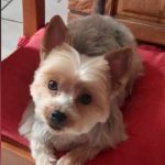 Plume   Yorkshire Terrier Femelle - Garde d'animaux à domicile