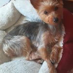 Sybel   Yorkshire Terrier Femelle - Garde d'animaux à domicile