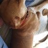 Images de profil de Océane - Blooming Pets - Petsitting et garde d'animaux à domicile