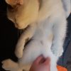 Images de profil de Océane - Blooming Pets - Petsitting et garde d'animaux à domicile