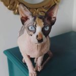 Gisèle   Sphynx Femelle - Garde d'animaux à domicile