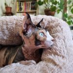 Babeth   Sphynx Femelle - Garde d'animaux à domicile