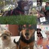 Images de profil de Marie - Blooming Pets - Petsitting et garde d'animaux à domicile