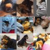 Images de profil de Marie - Blooming Pets - Petsitting et garde d'animaux à domicile