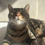 Sushi   Chat de gouttière (Commun) Mâle stérilisé - Garde d'animaux à domicile