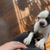 Images de profil de Alexia - Blooming Pets - Petsitting et garde d'animaux à domicile