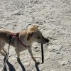 Images de profil de Alexia - Blooming Pets - Petsitting et garde d'animaux à domicile