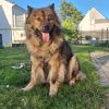 Images de profil de Candice - Blooming Pets - Petsitting et garde d'animaux à domicile