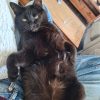 Images de profil de Candice - Blooming Pets - Petsitting et garde d'animaux à domicile