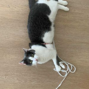 Images de profil de Athénaïs - Blooming Pets - Petsitting et garde d'animaux à domicile