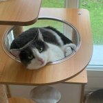 Image de profil de Athénaïs - Blooming Pets - Petsitting et garde d'animaux à domicile