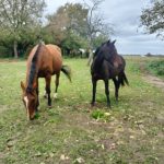 Image de profil de stacy - Blooming Pets - Petsitting et garde d'animaux à domicile