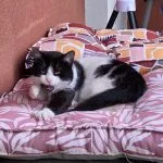 Crapouille   European Shorthair (Européen) Mâle - Garde d'animaux à domicile