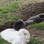 Lapin   Bélier Français Femelle - Garde d'animaux à domicile