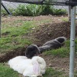 Lapin   Bélier Français Femelle - Garde d'animaux à domicile