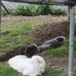 Lapin   Bélier Français Femelle - Garde d'animaux à domicile