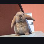 Lapin   Bélier Français Femelle - Garde d'animaux à domicile