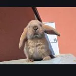 Lapin   Bélier Français Femelle - Garde d'animaux à domicile