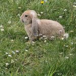Lapin   Bélier Français Femelle - Garde d'animaux à domicile