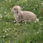 Lapin   Bélier Français Femelle - Garde d'animaux à domicile