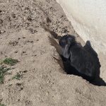 Lapin   Bélier Français Femelle - Garde d'animaux à domicile