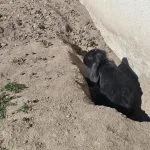 Lapin   Bélier Français Femelle - Garde d'animaux à domicile