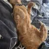 Images de profil de Chloe - Blooming Pets - Petsitting et garde d'animaux à domicile