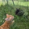 Images de profil de Chloe - Blooming Pets - Petsitting et garde d'animaux à domicile