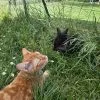 Images de profil de Chloe - Blooming Pets - Petsitting et garde d'animaux à domicile