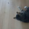 Images de profil de Maryse - Blooming Pets - Petsitting et garde d'animaux à domicile