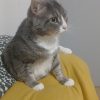 Images de profil de Maryse - Blooming Pets - Petsitting et garde d'animaux à domicile