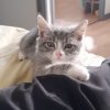 Images de profil de Maryse - Blooming Pets - Petsitting et garde d'animaux à domicile