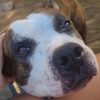 Images de profil de Karine - Blooming Pets - Petsitting et garde d'animaux à domicile