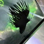 Mon Aquarium dâEau Douce 1 Poissons - 28 Litres Femelle - Garde d'animaux Ă domicile