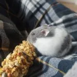 Iris Iris Hamster Russe (Nain Russe) Femelle - Garde d'animaux Ă domicile