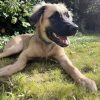 Images de profil de Manon - Blooming Pets - Petsitting et garde d'animaux à domicile