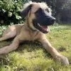 Images de profil de Manon - Blooming Pets - Petsitting et garde d'animaux Ă domicile