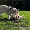 Images de profil de Manon - Blooming Pets - Petsitting et garde d'animaux à domicile