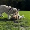 Images de profil de Manon - Blooming Pets - Petsitting et garde d'animaux Ă domicile