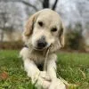Images de profil de Manon - Blooming Pets - Petsitting et garde d'animaux Ă domicile