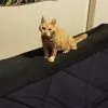 Images de profil de Manon - Blooming Pets - Petsitting et garde d'animaux Ă domicile